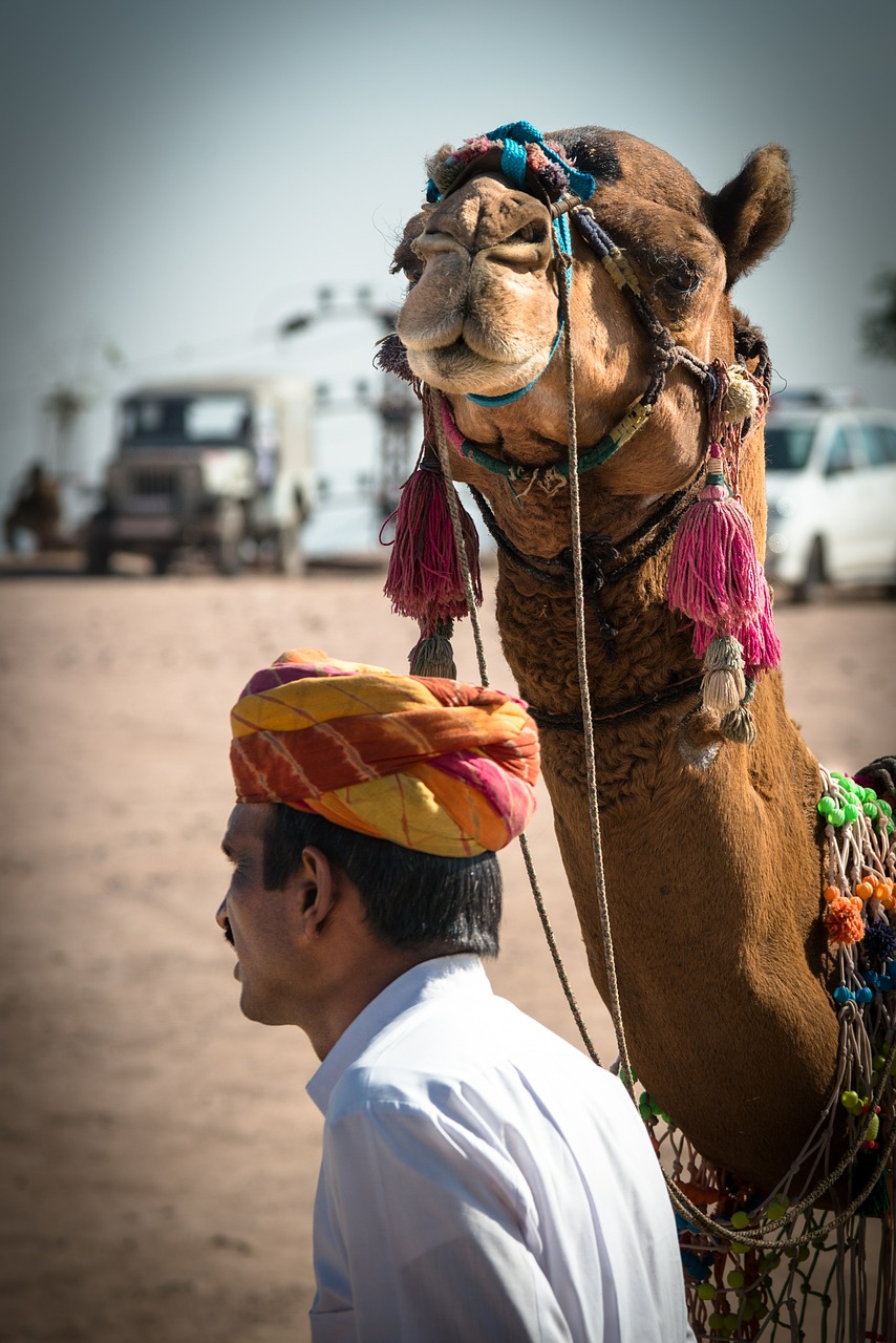 camels camel driver animal free photo
