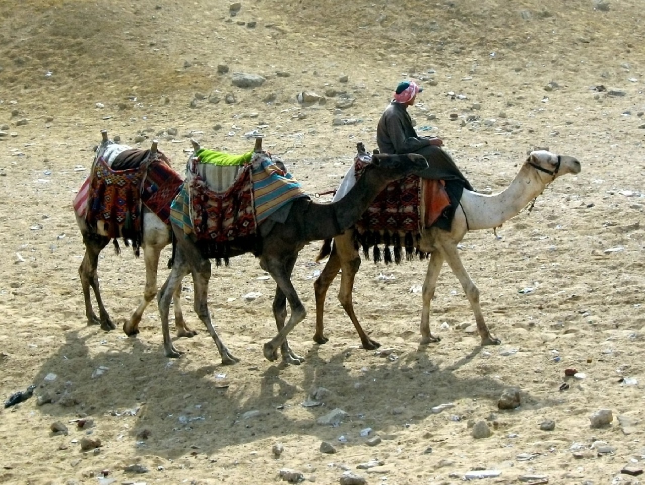 camels caravan sand free photo