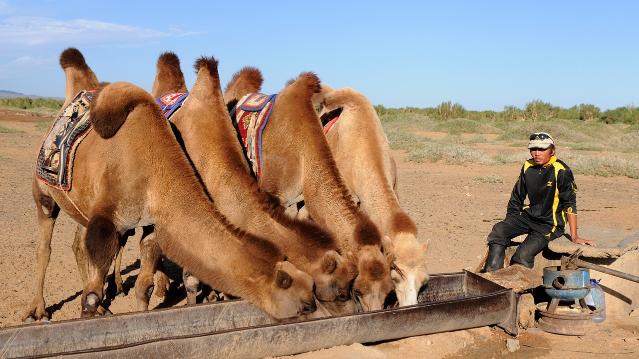 camels thirst desert free photo