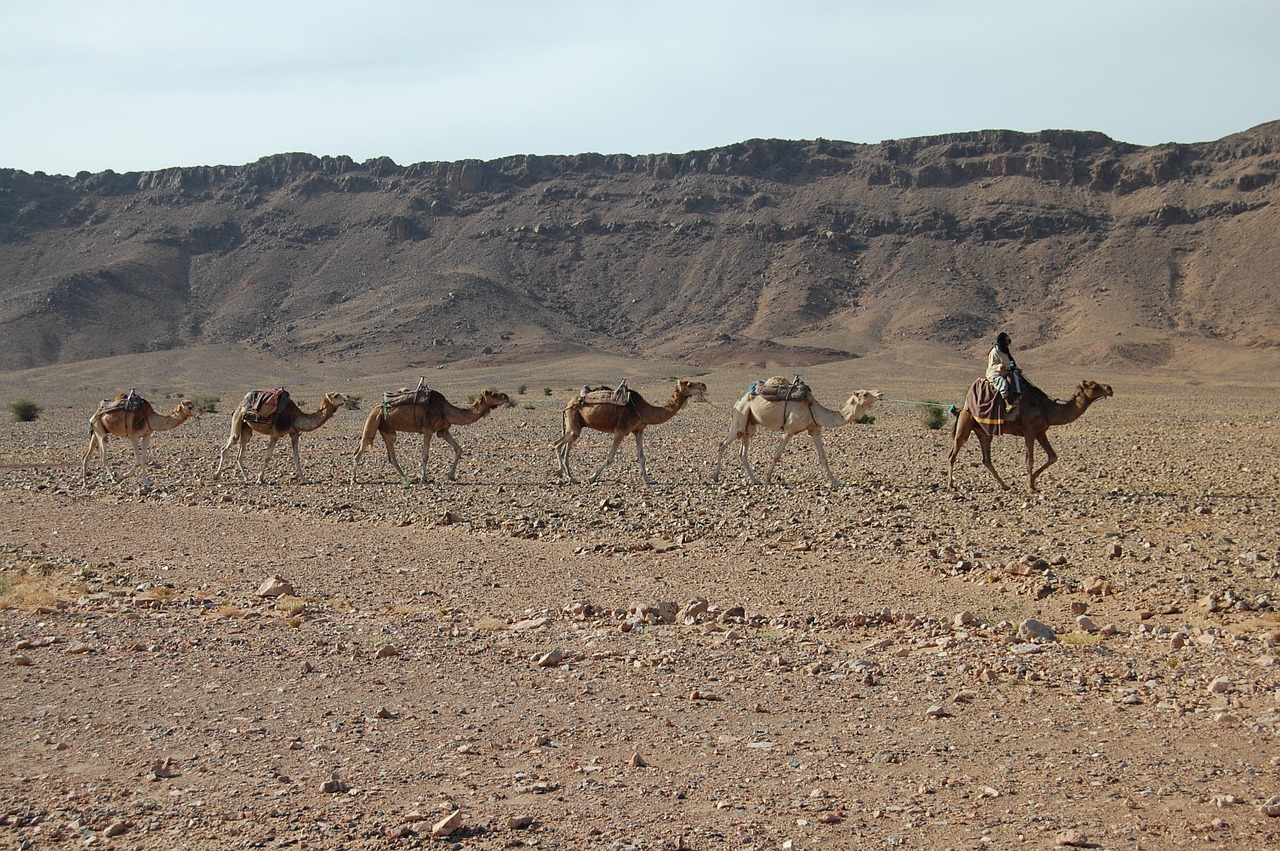 camels caravan desert free photo