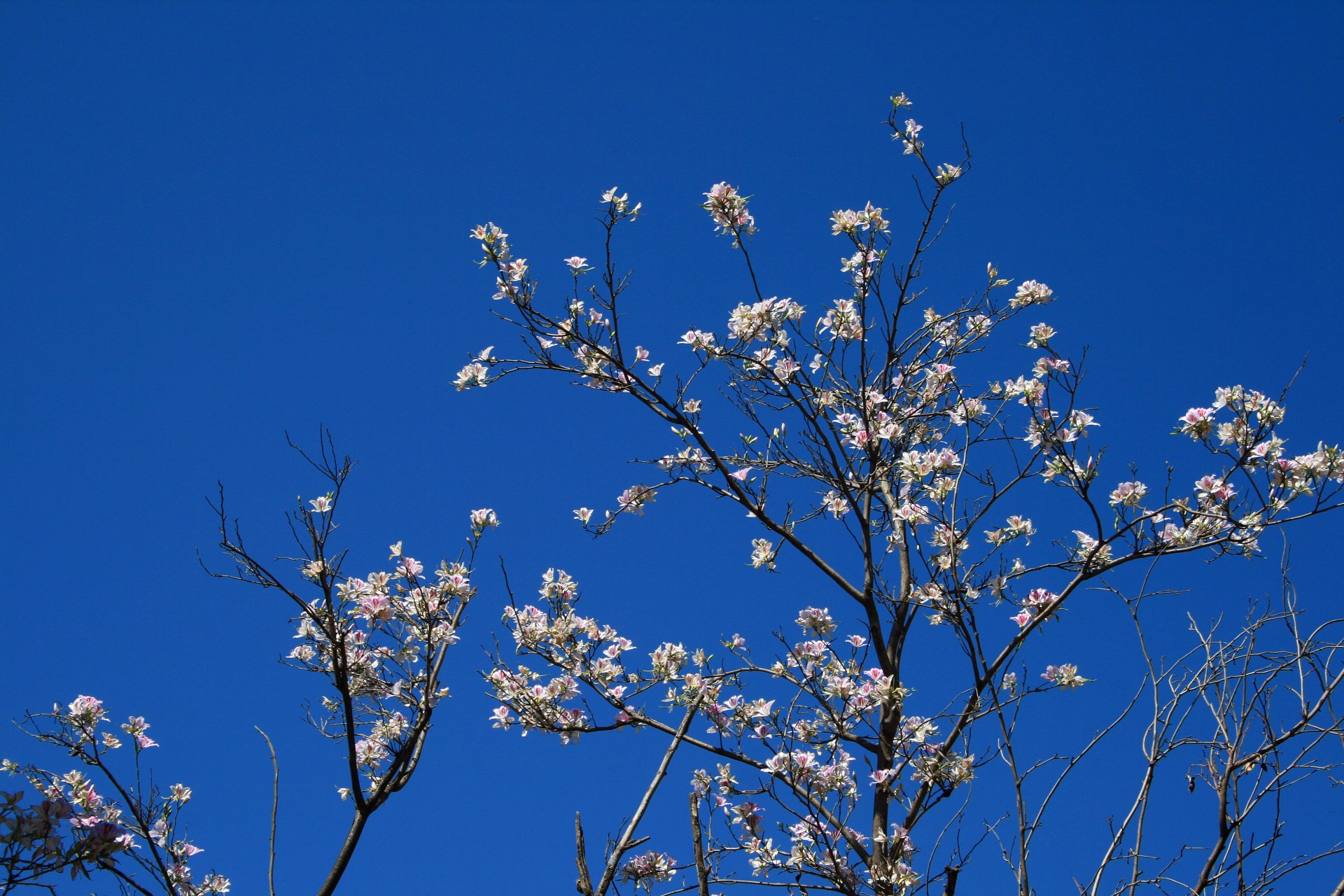 tree flowers pink free photo