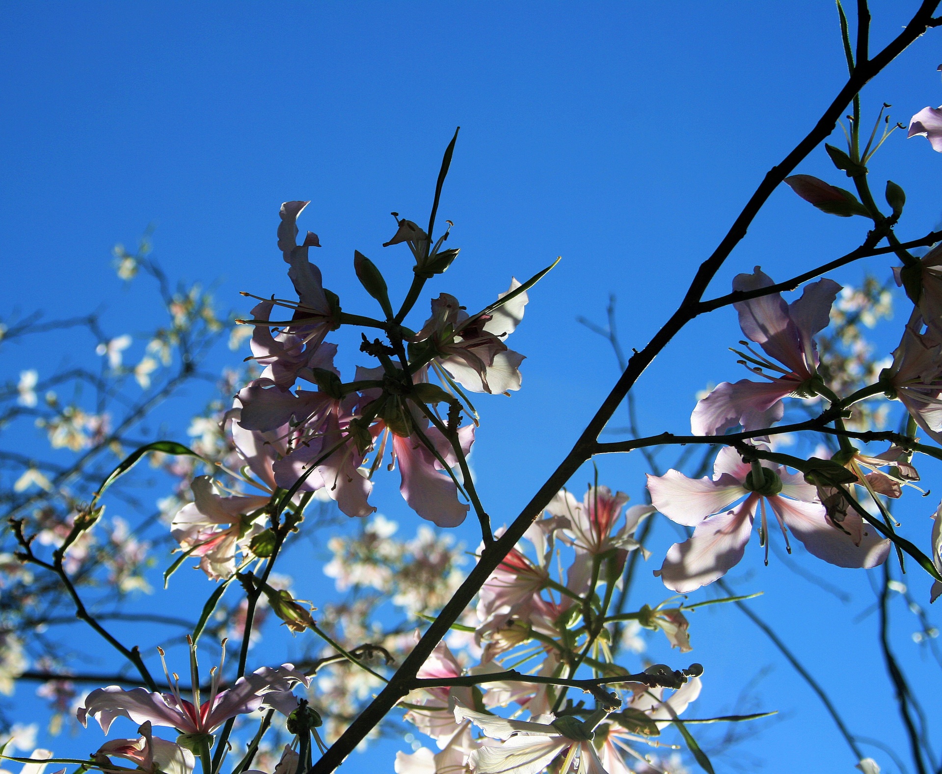 flowers pink dainty free photo