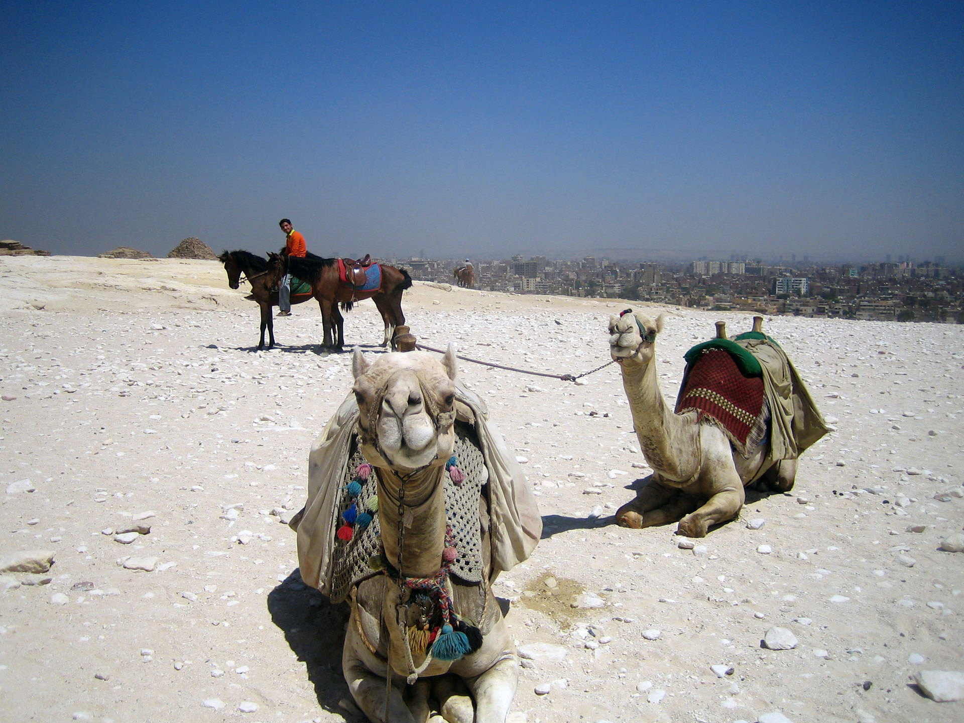 egypt camels camels free photo