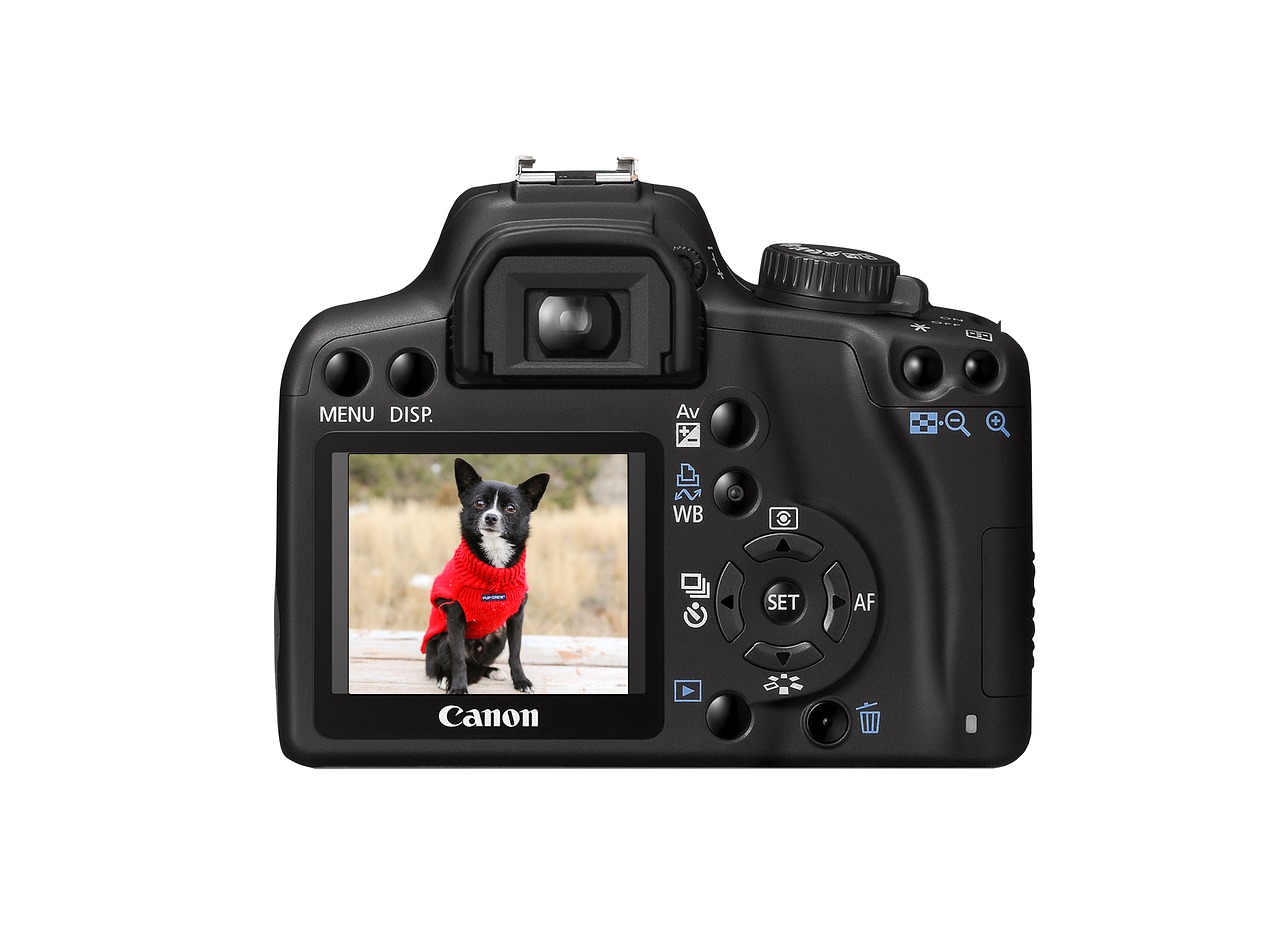 camera dog picture free photo