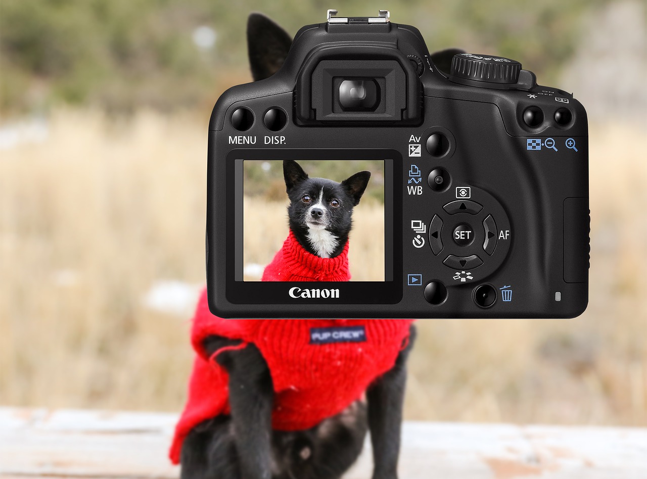 camera dog photo free photo