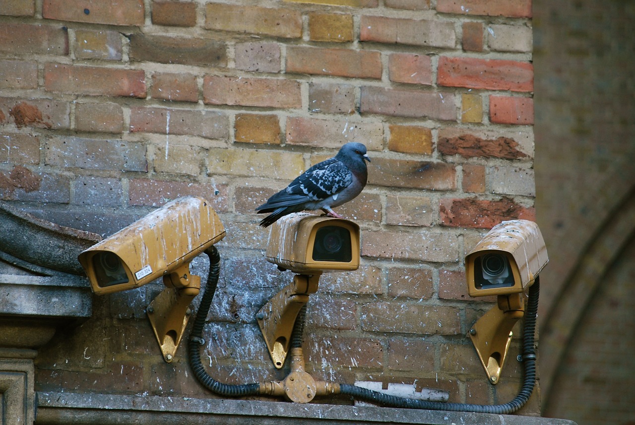 camera spy pigeon free photo