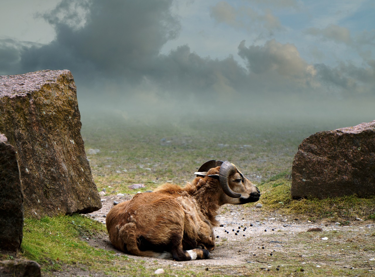 cameroon sheep landscape mammal free photo