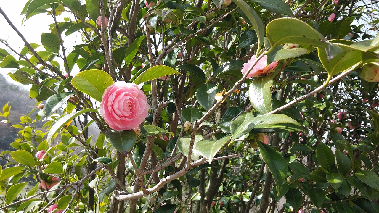 pink flowers camellia free photo