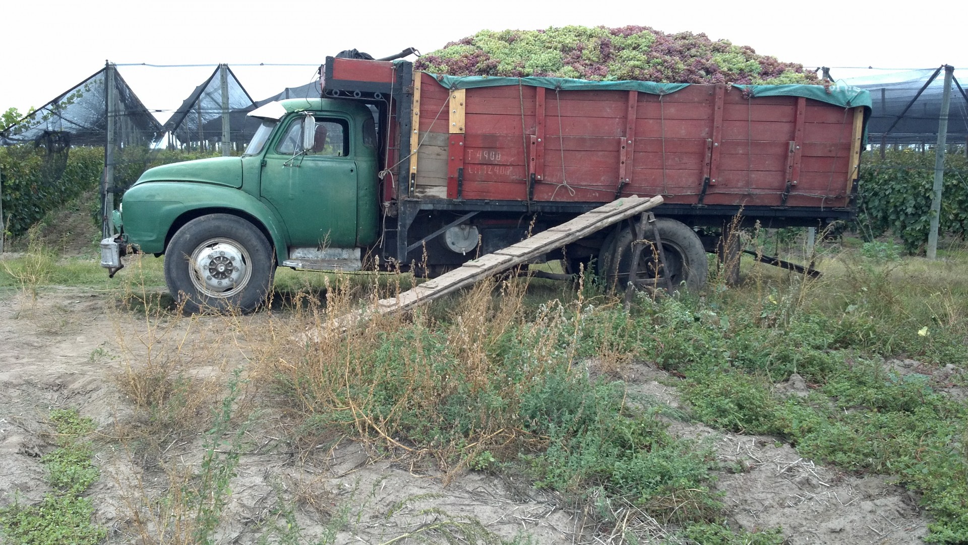 truck muscat grape white grape free photo