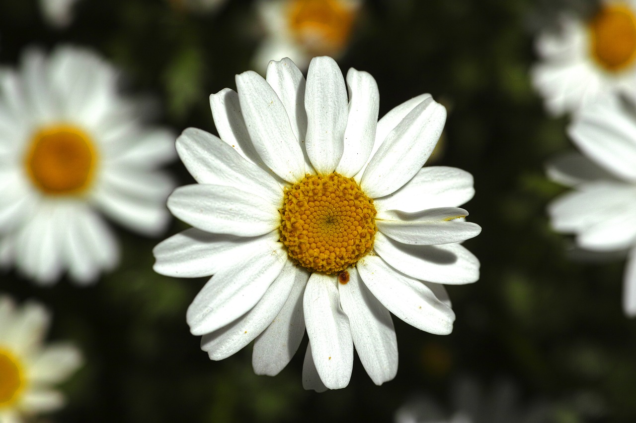 daisy white nature free photo