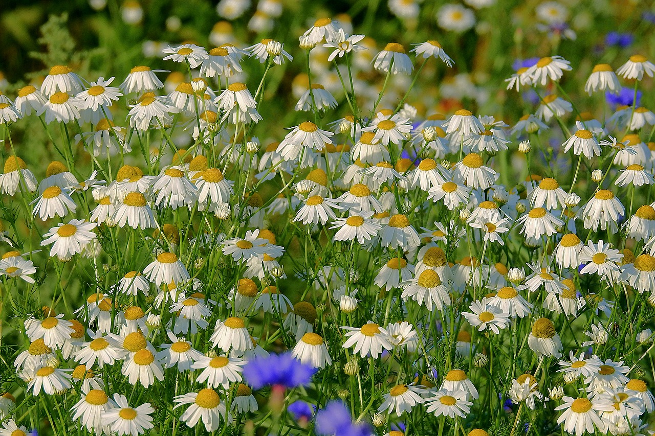 camomile  meadow  flowers free photo