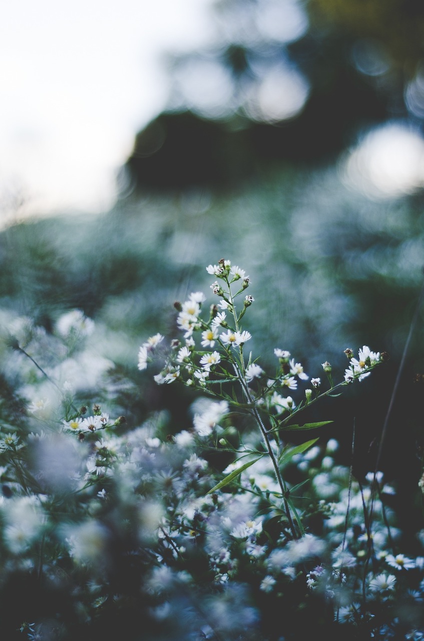 camomille flowers wildflowers free photo