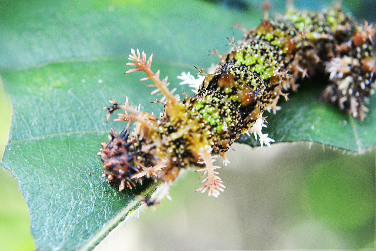camouflage caterpillar eat free photo