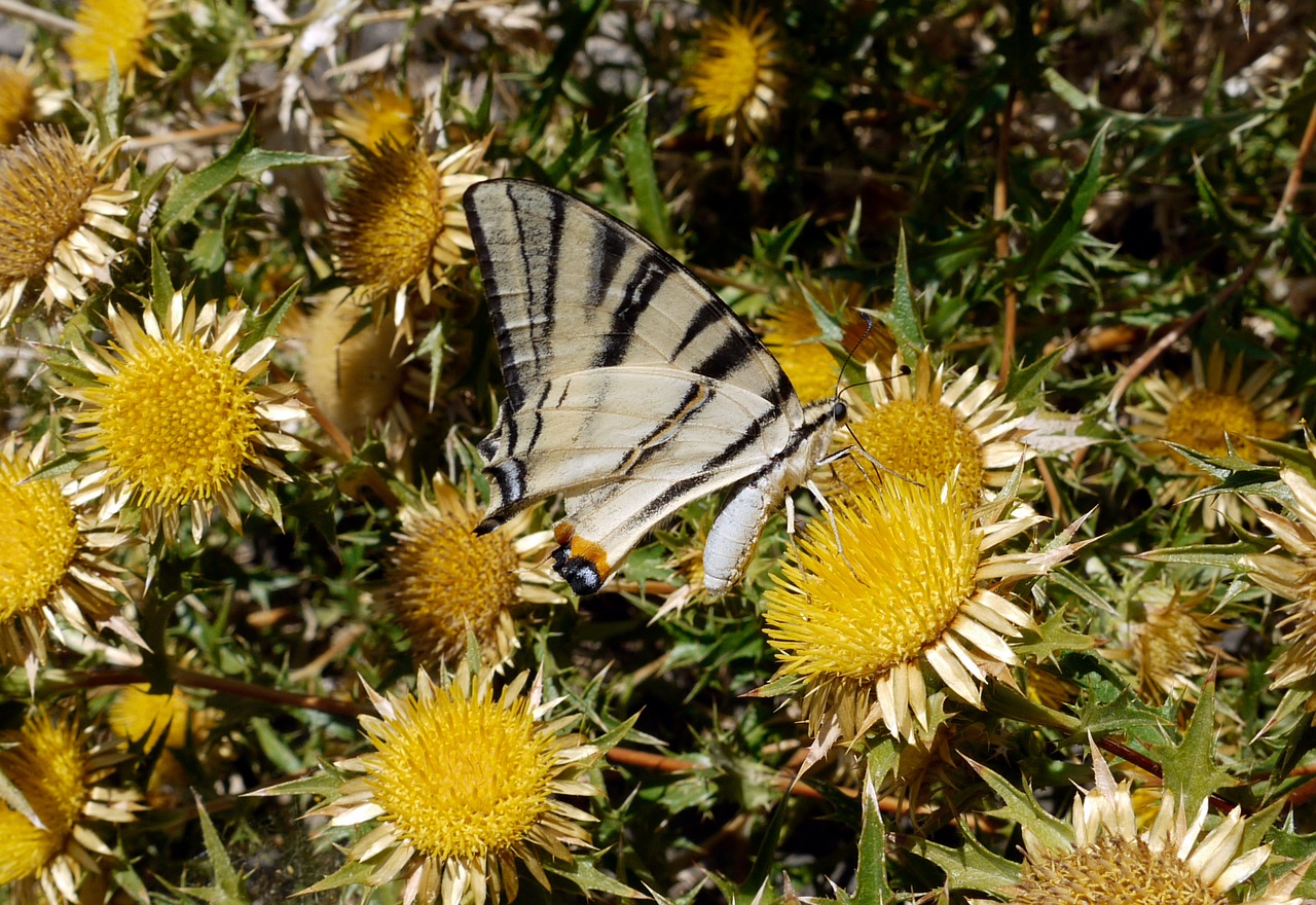 camouflage thistles butterfly free photo