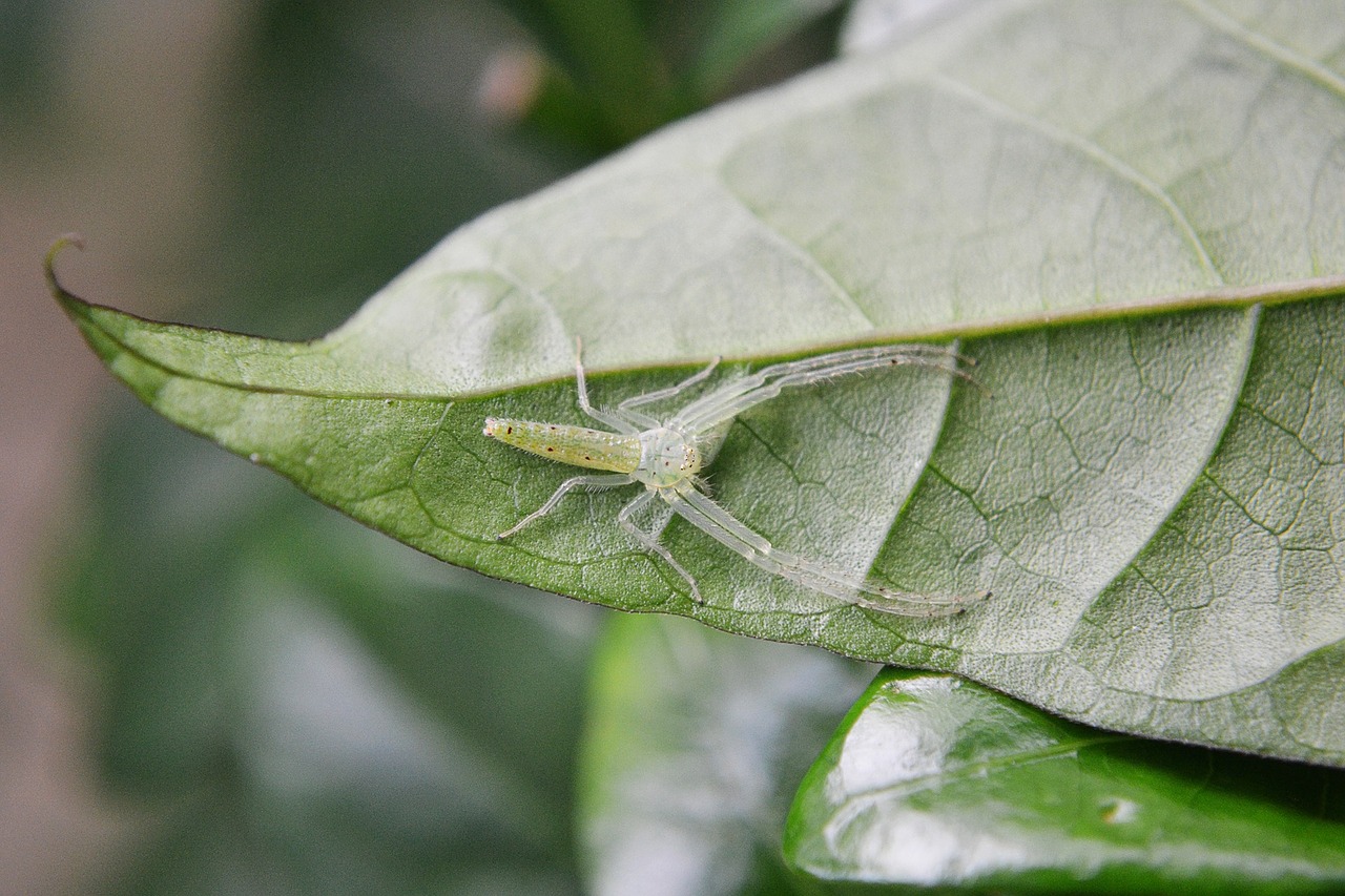 camouflaged spider striped spider web free photo