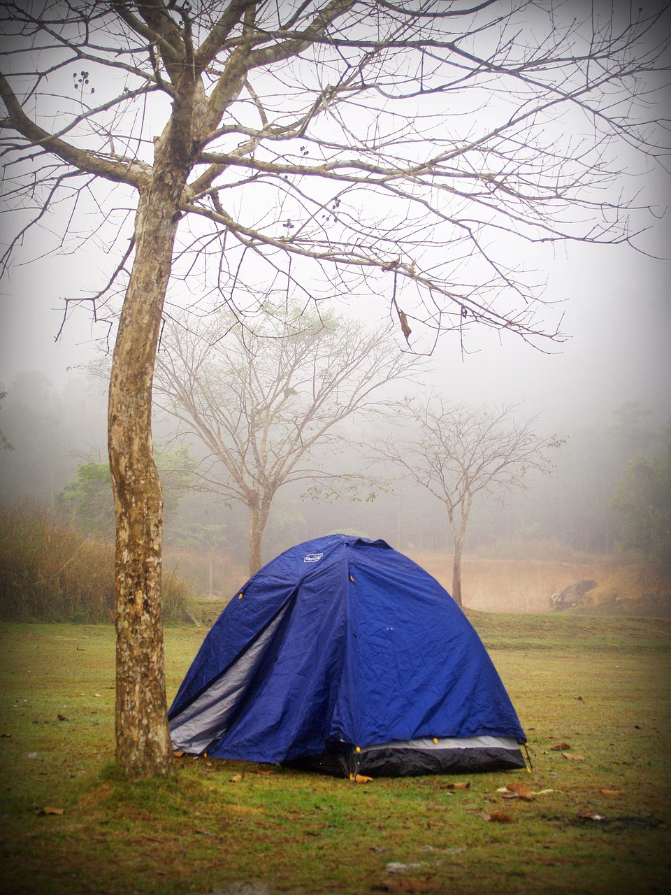 camp tent tree free photo