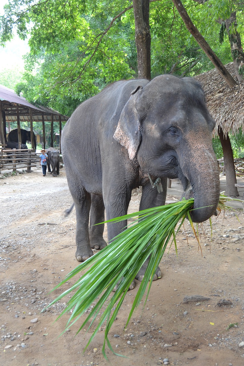camp elephants elephant thailand free photo