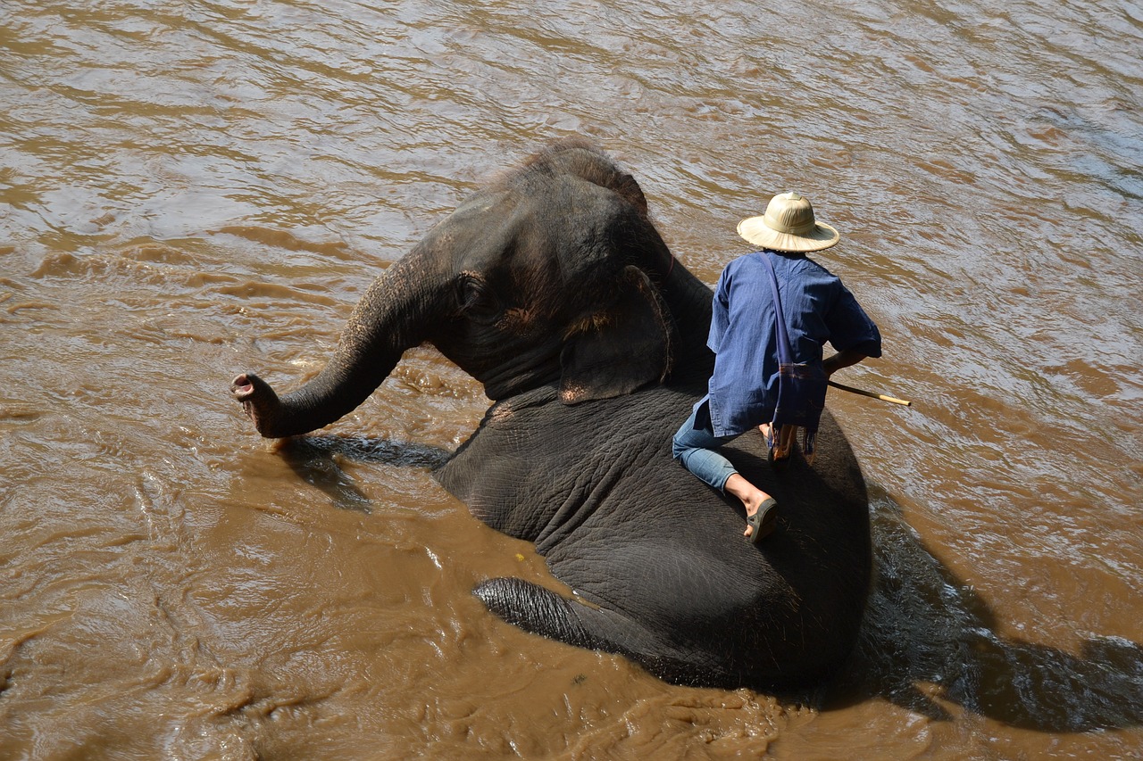 camp elephants elephant thailand free photo