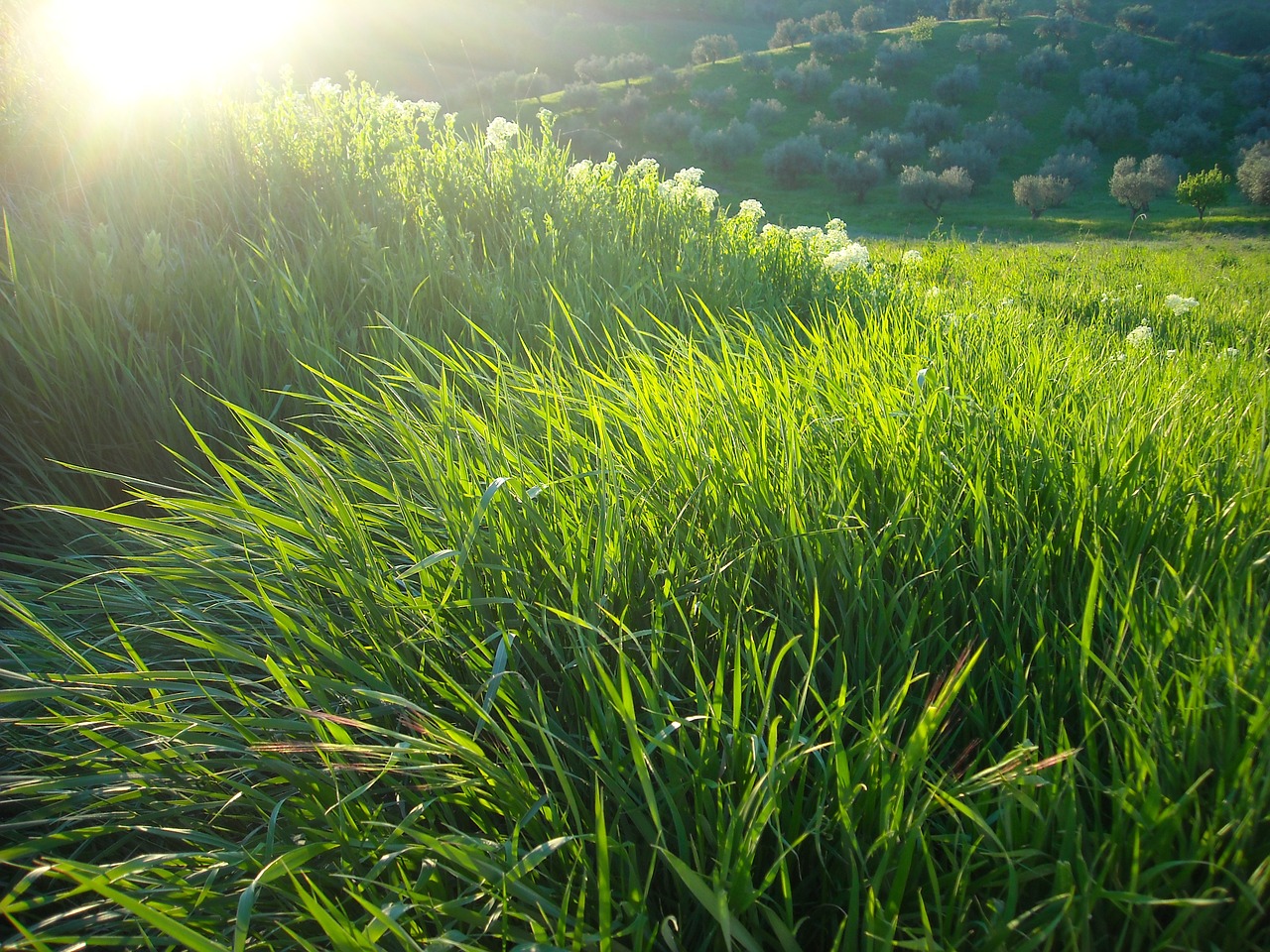 campaign wheat field free photo