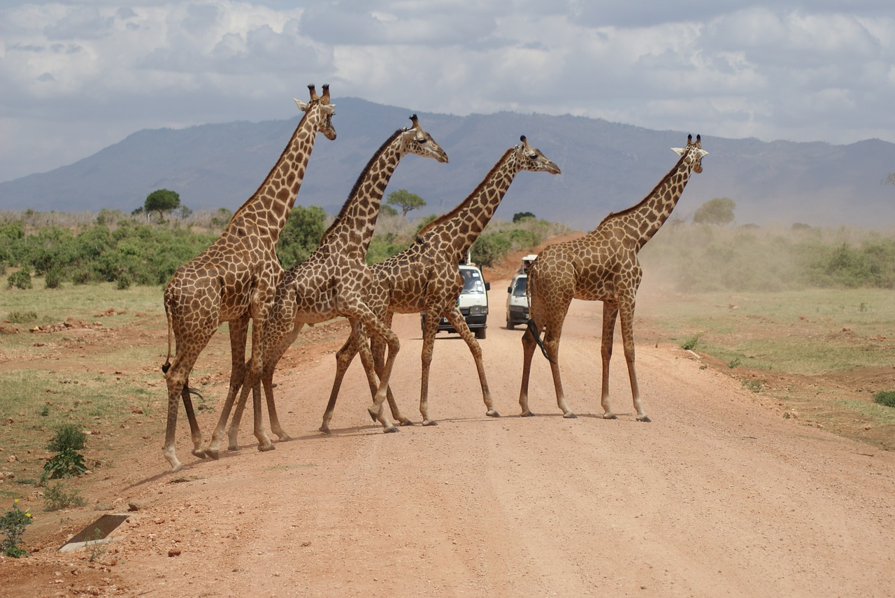 campaign giraffe desert free photo