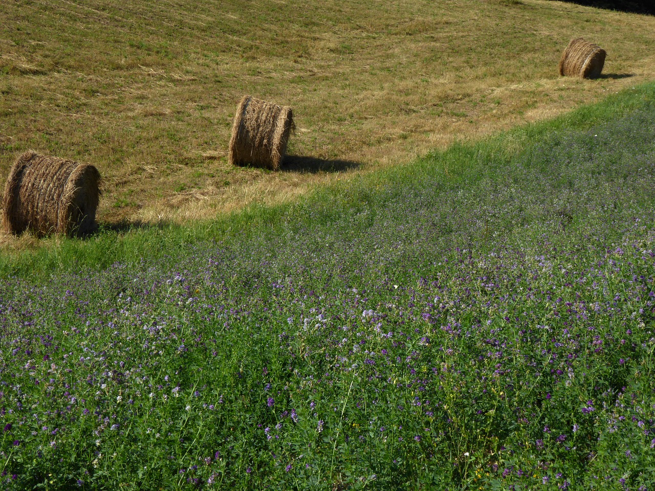 campaign  alfalfa  bale free photo