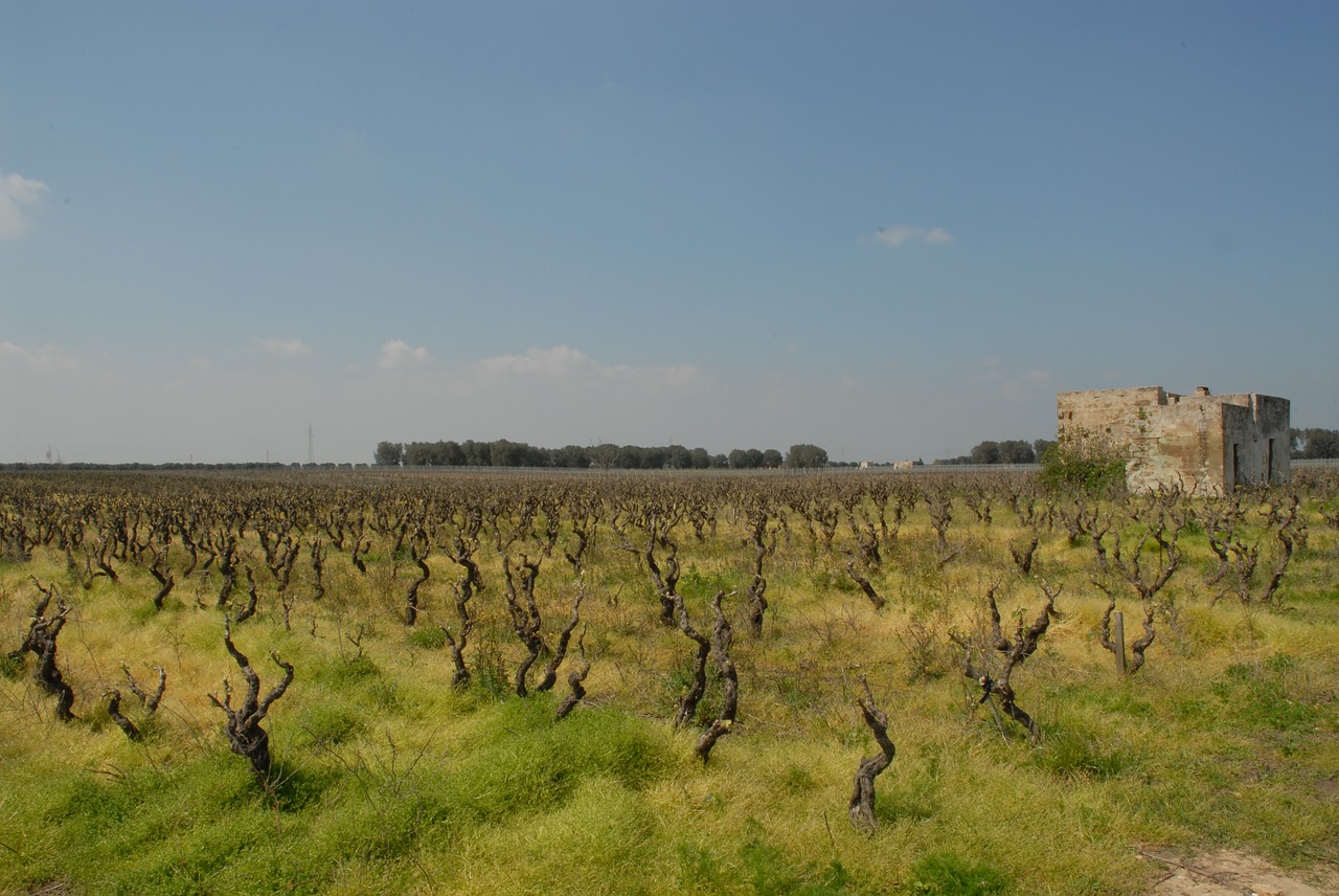 campaign  vineyard  viticulture free photo