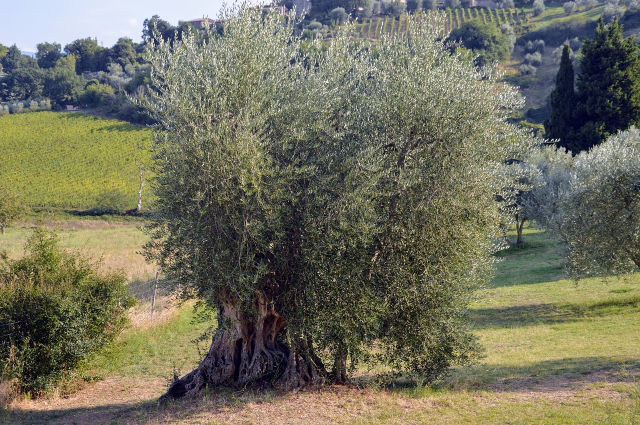 campaign  tuscany  olive free photo