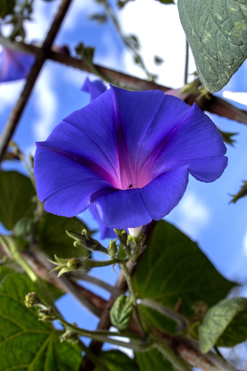 campaigns  flowers  bells wild free photo