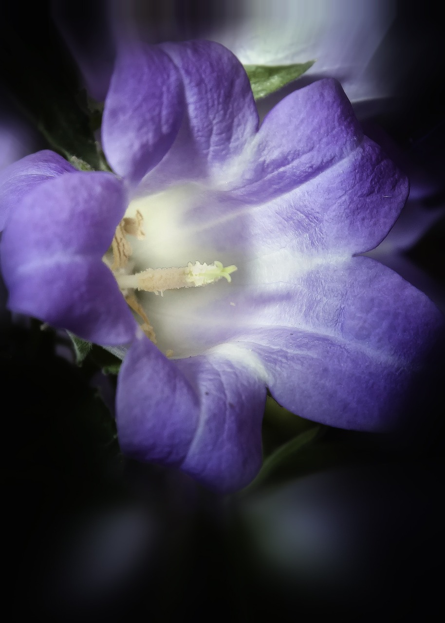 campanula dark blossom free photo