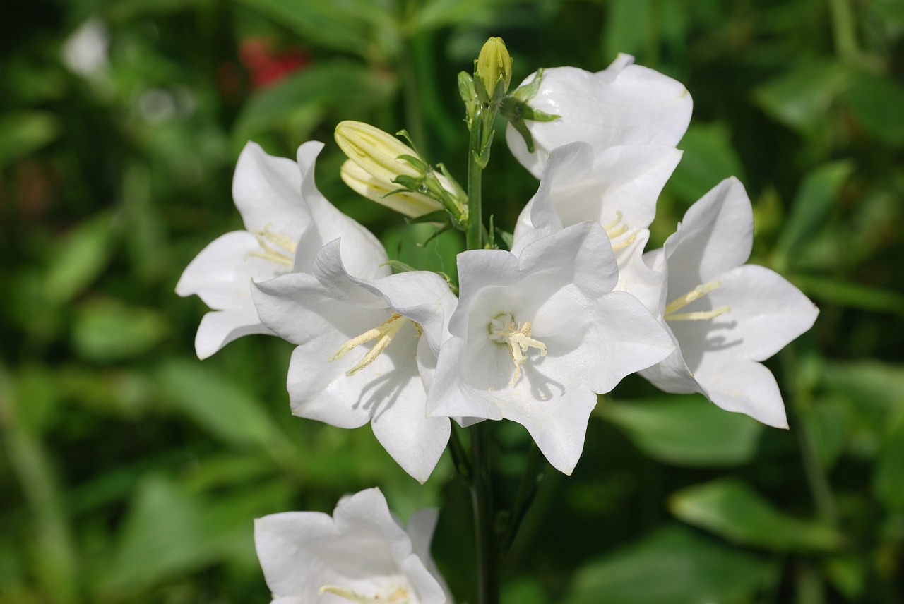 campanula bell flower white free photo