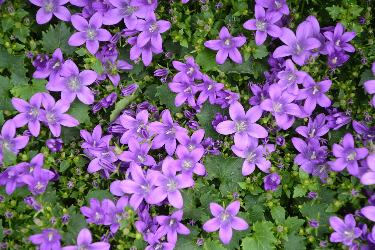 campanules flowers purple free photo