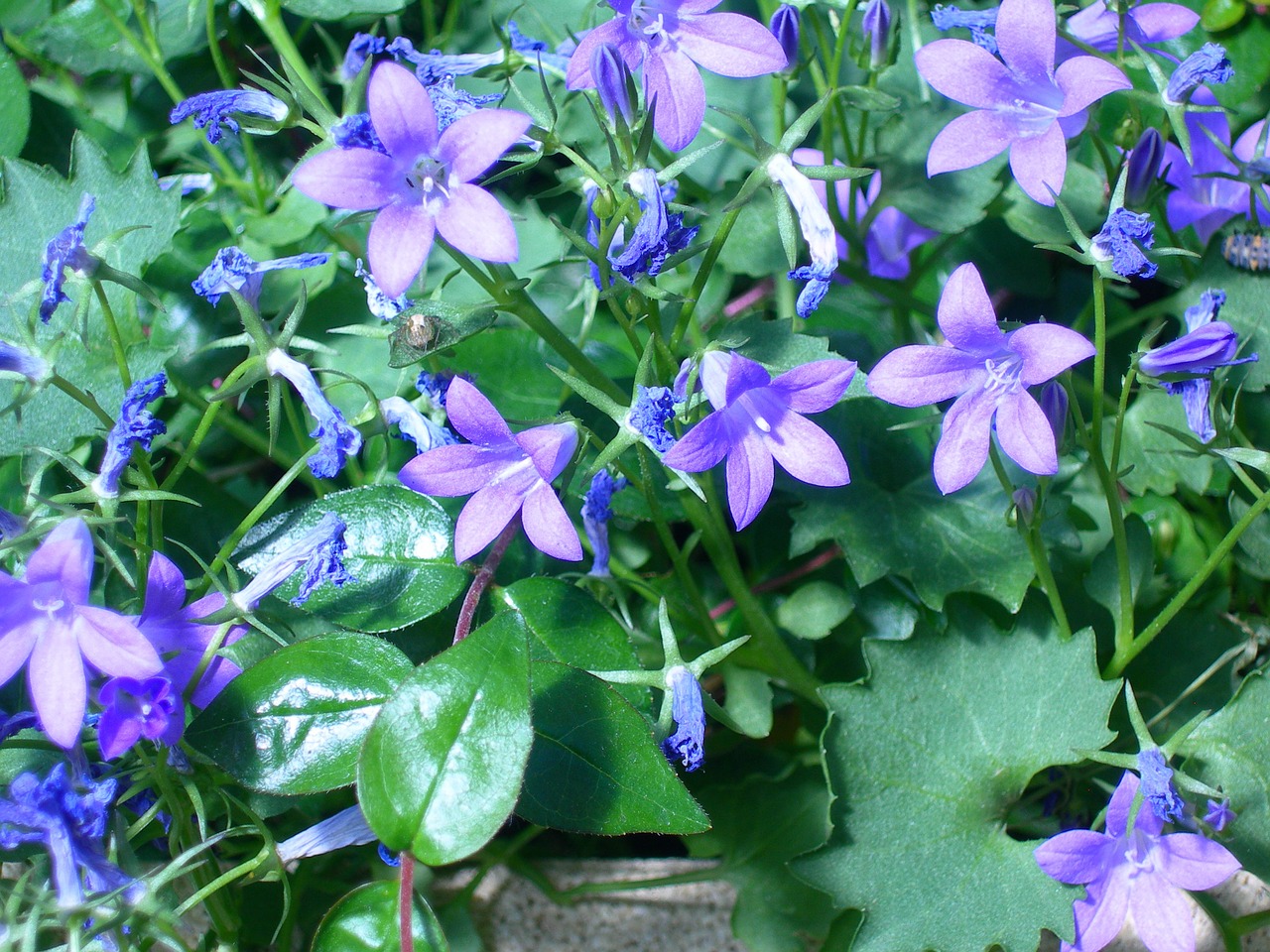 campanules flowers blue free photo