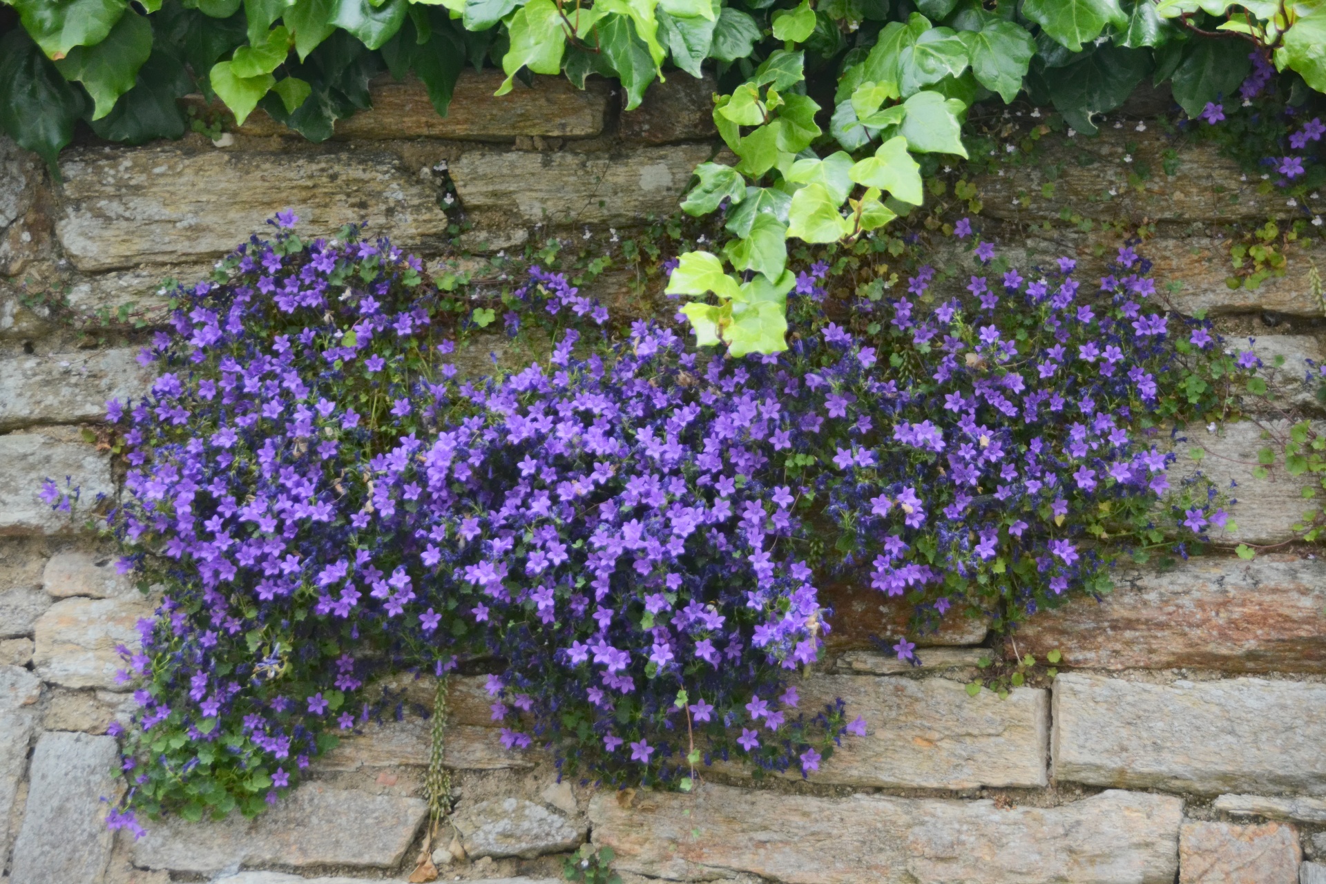 flowers flora bellflowers free photo