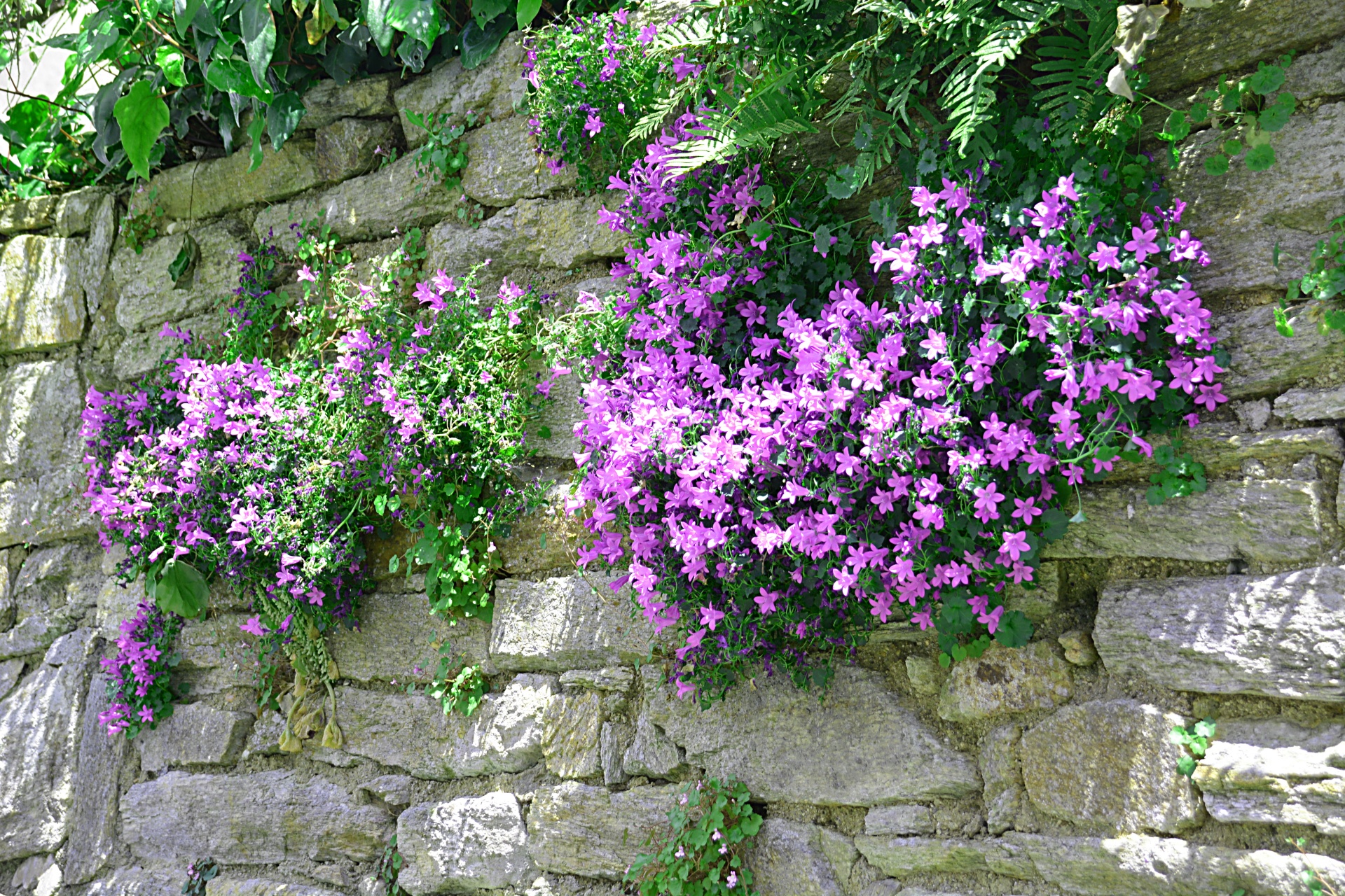 flowers nature wall free photo