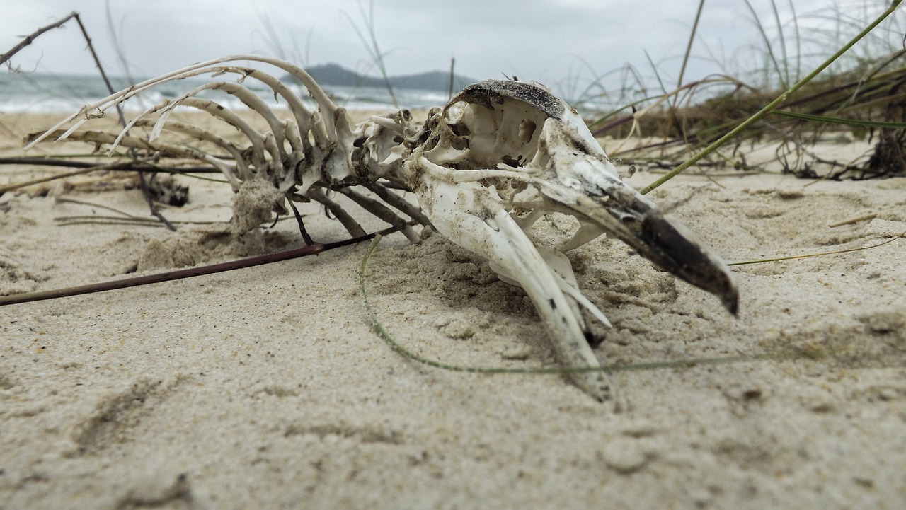 campeche penguin skeleton free photo