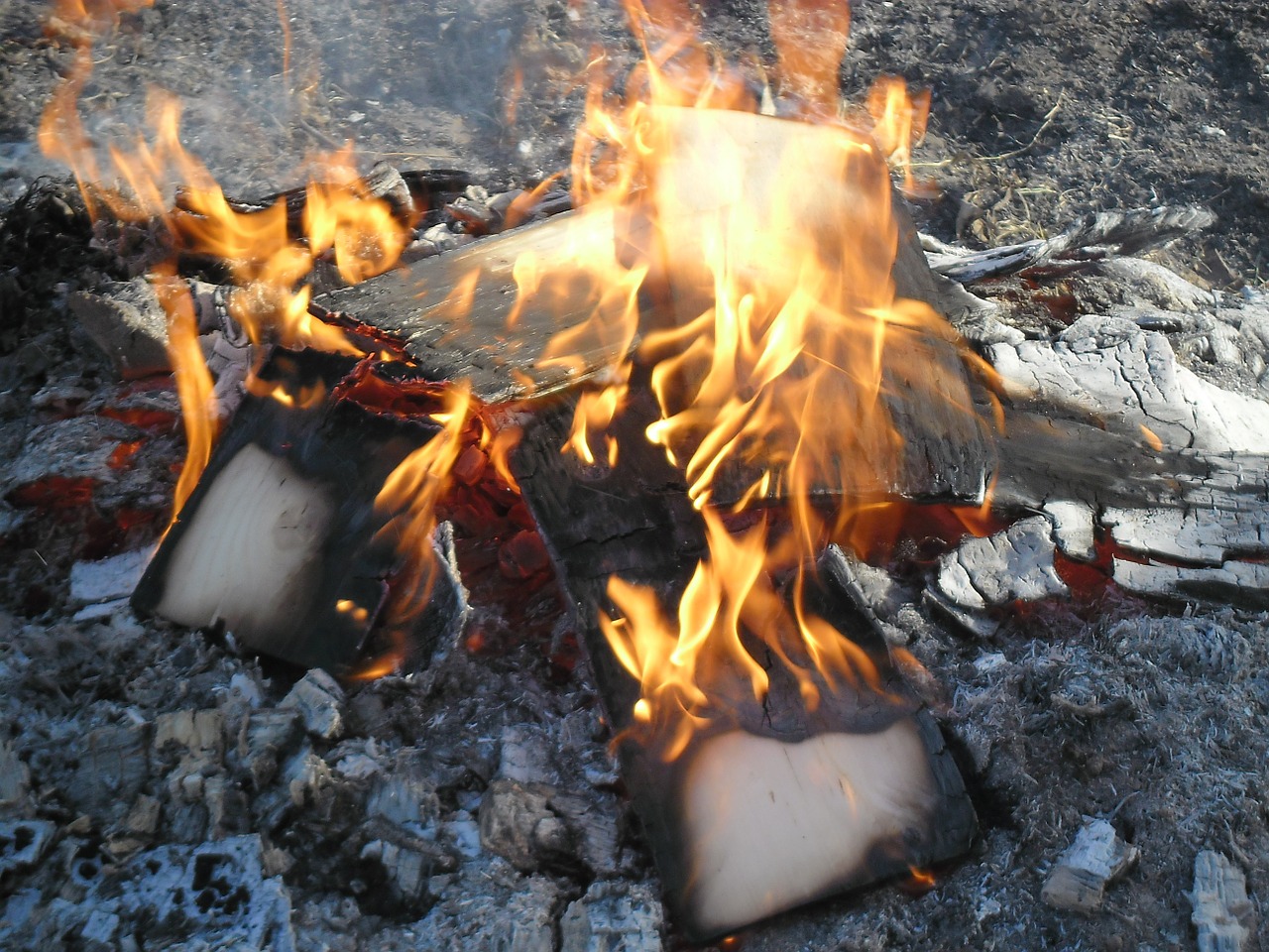 campfire wood fire fire free photo