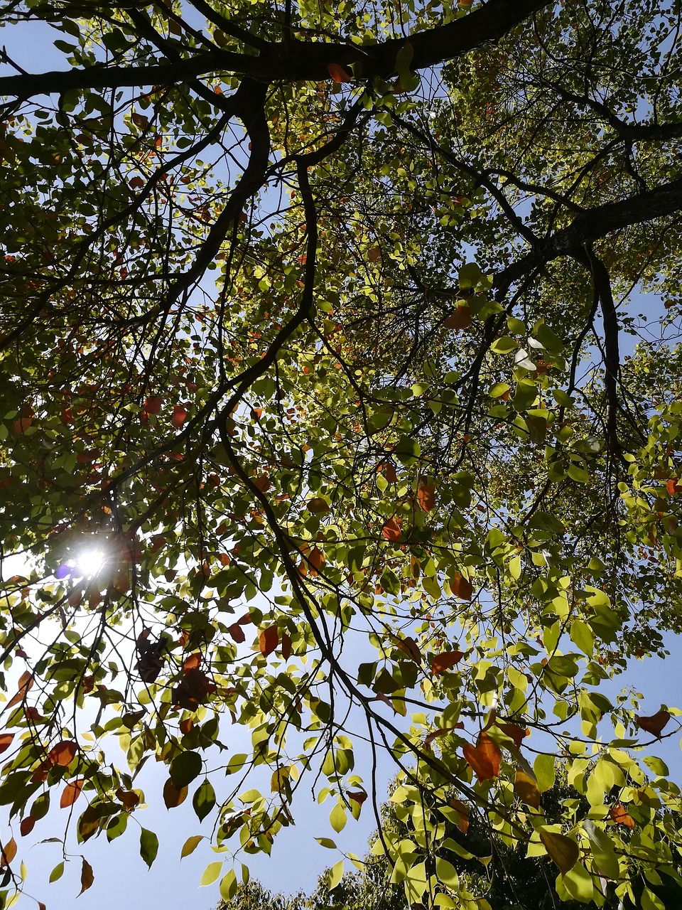 camphor leaves the leaves sunshine free photo