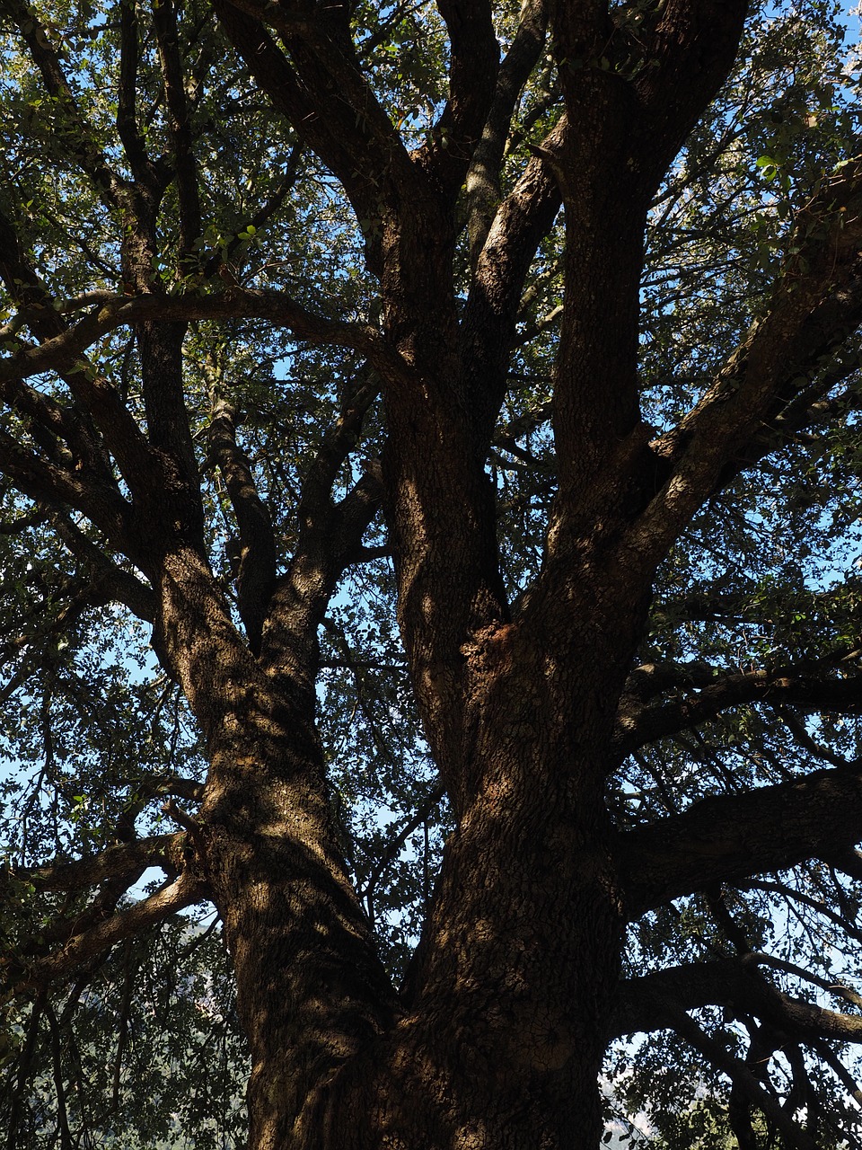 camphor tree tree log free photo