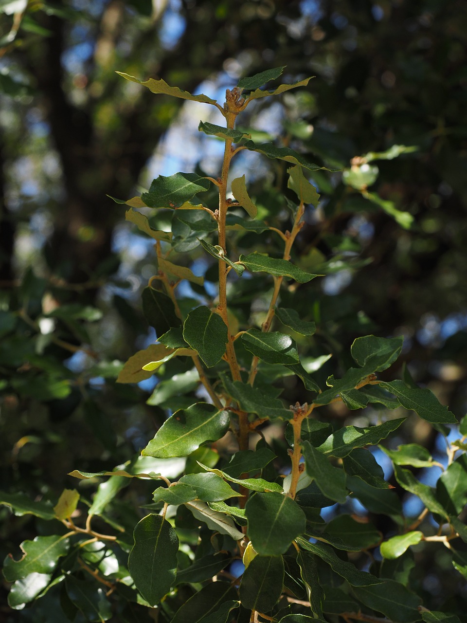 camphor tree leaves growth free photo