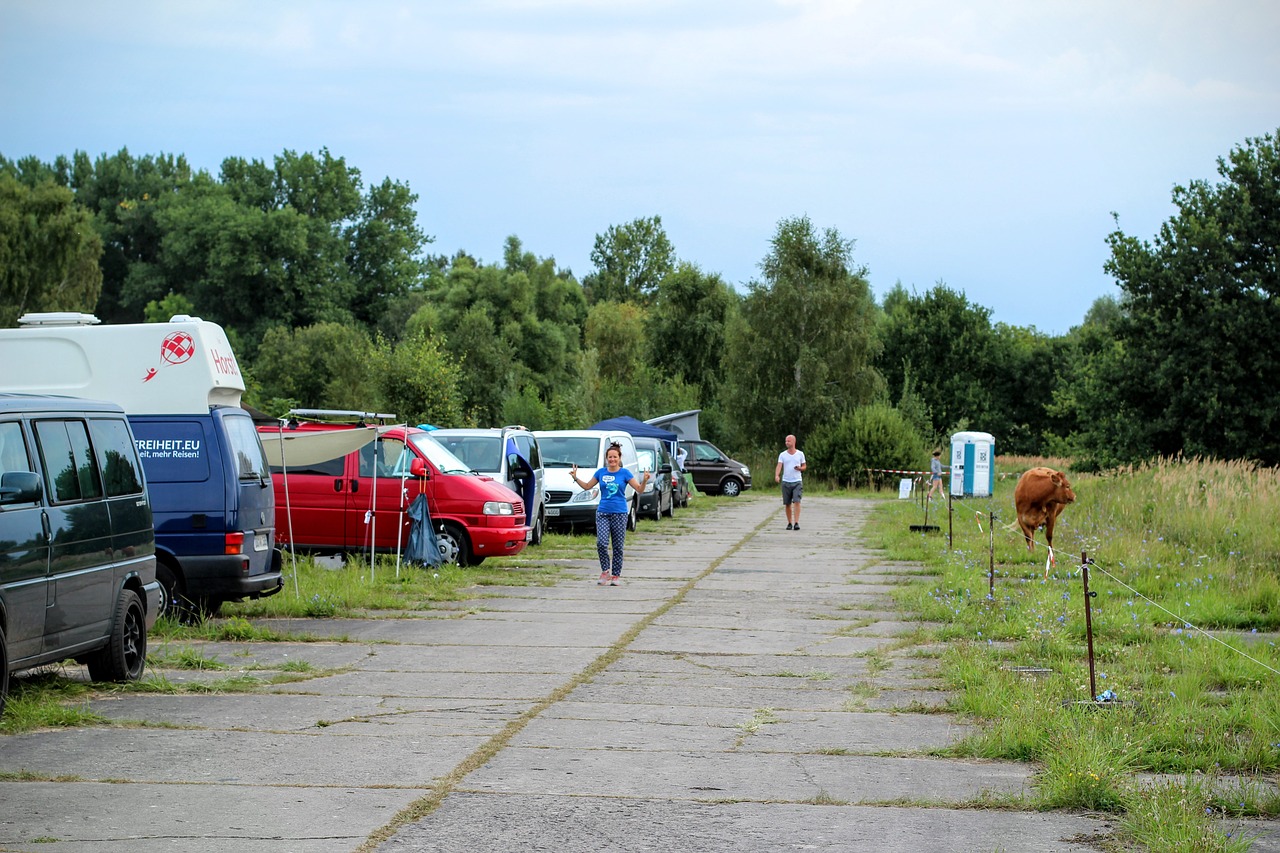 camping cows wilderness free photo