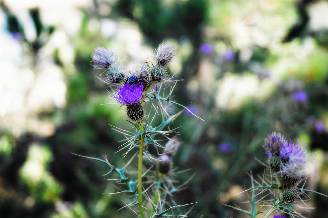 camping nature mount free photo