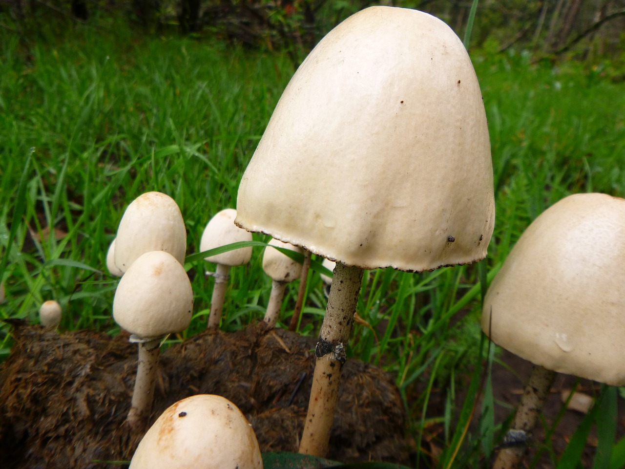 camping mushroom forest free photo