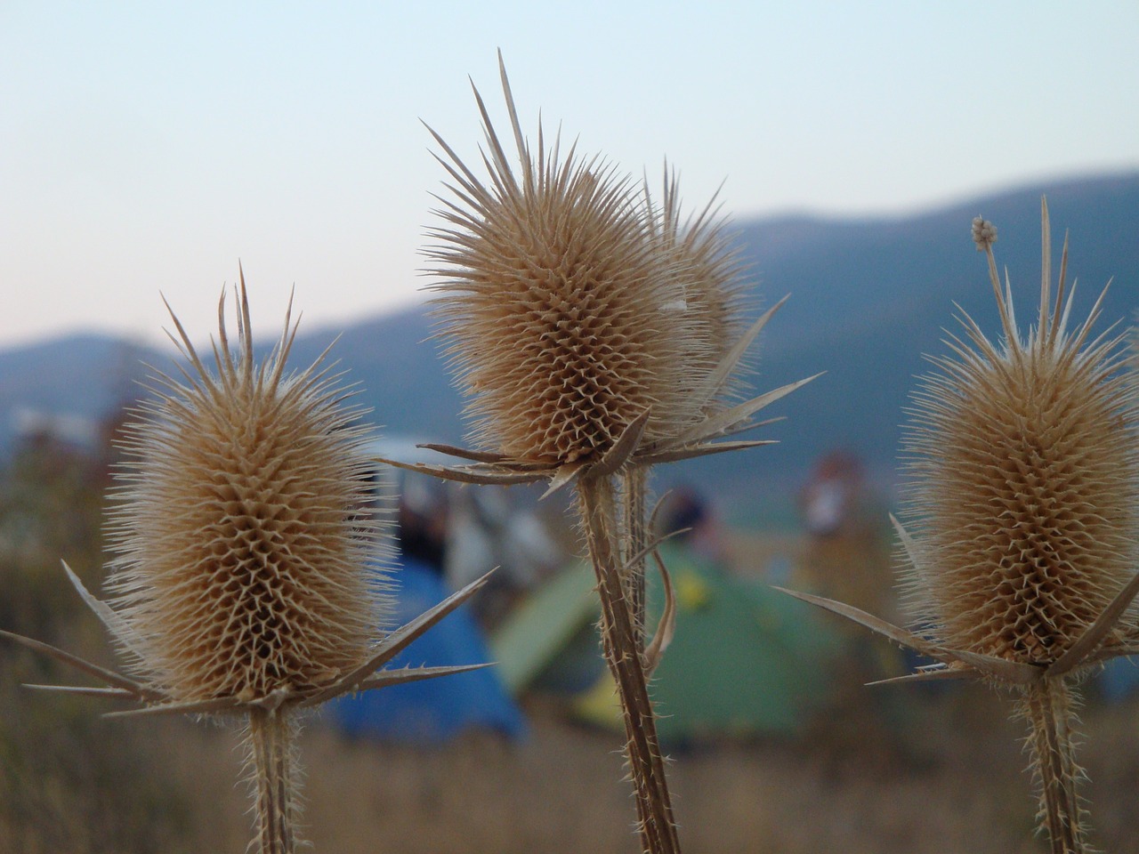 camping tents gelendzhik free photo