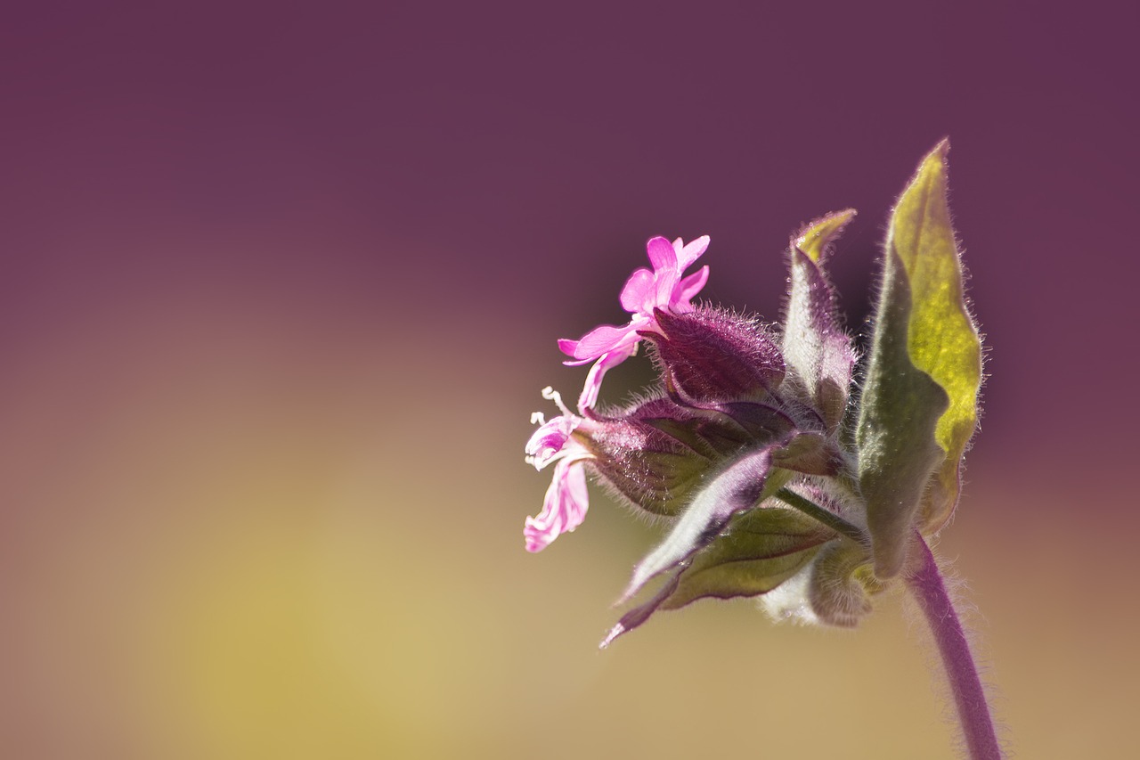 campion red campion pointed clove free photo