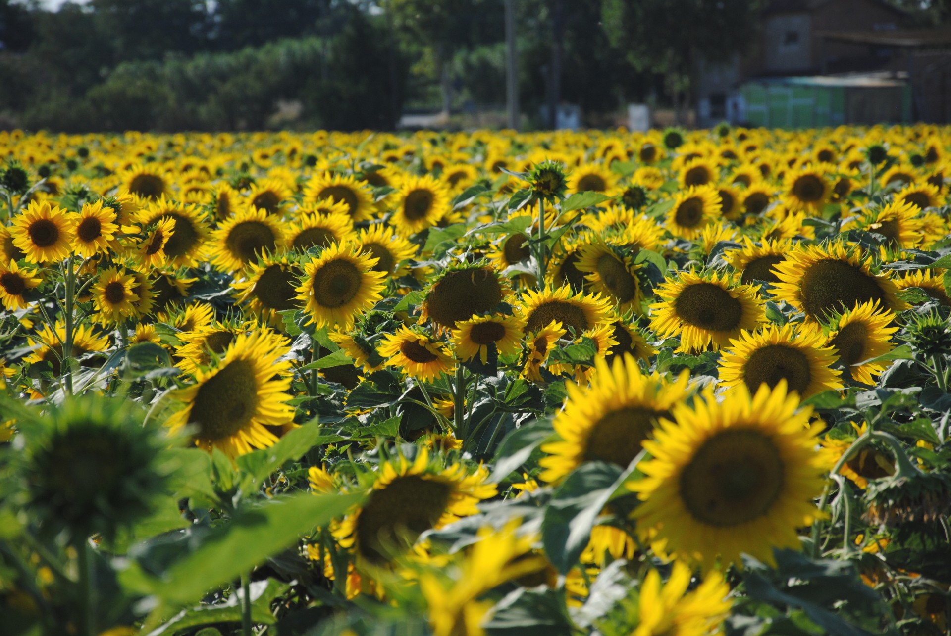 sunflower field flowers free photo