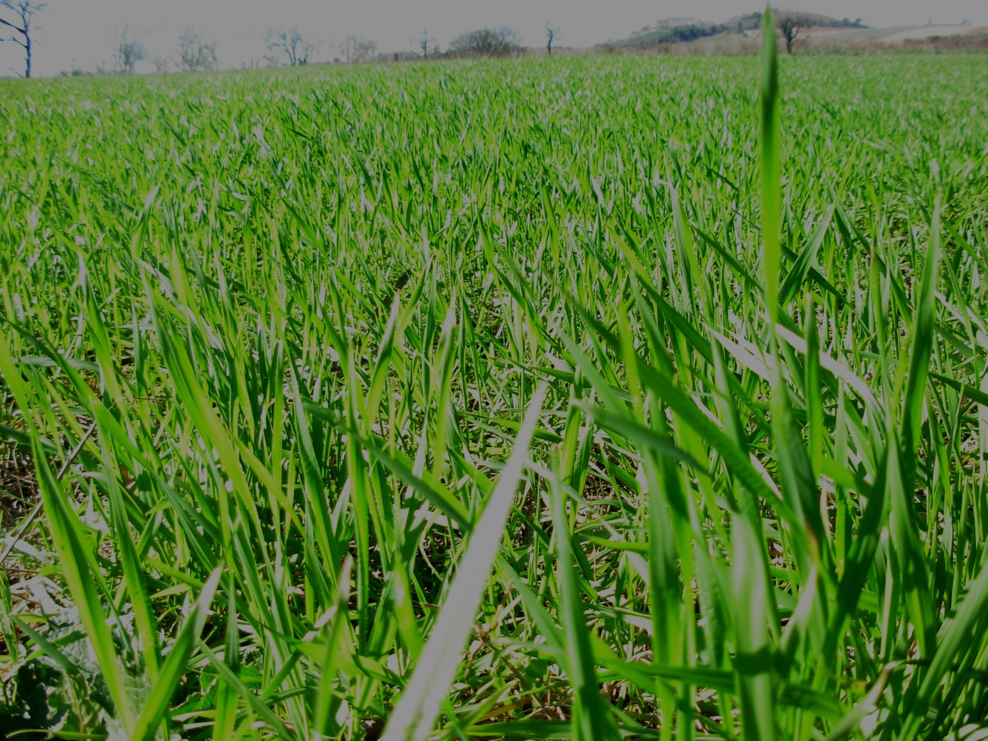 earth wheat field free photo