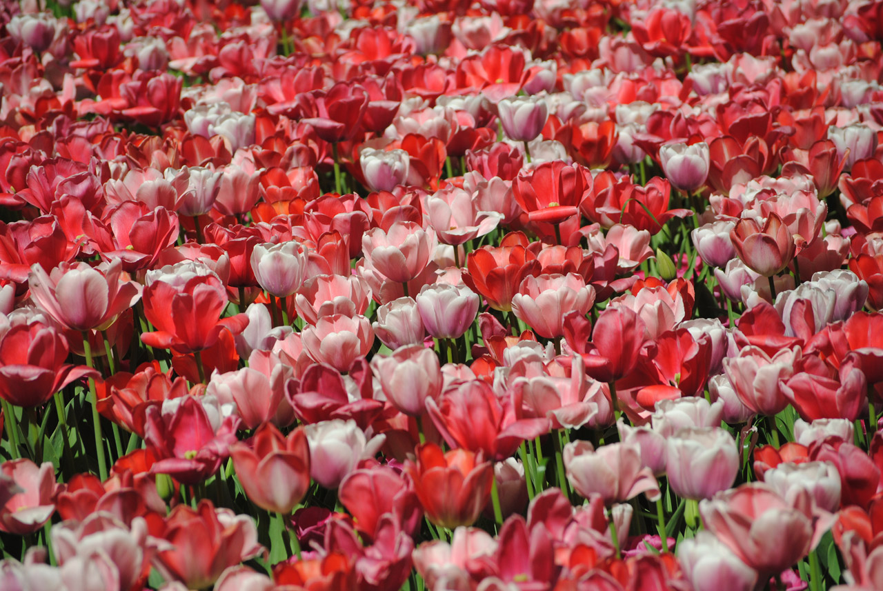 tulips field nature free photo