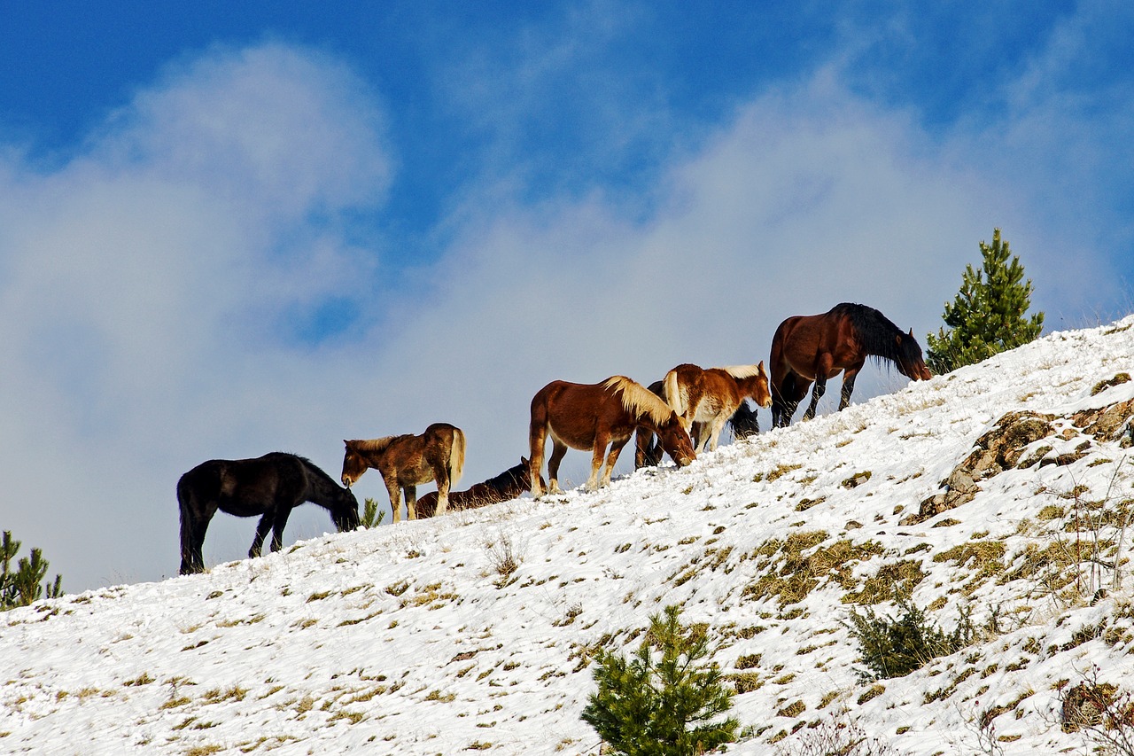 campotosto l'aquila abruzzo free photo