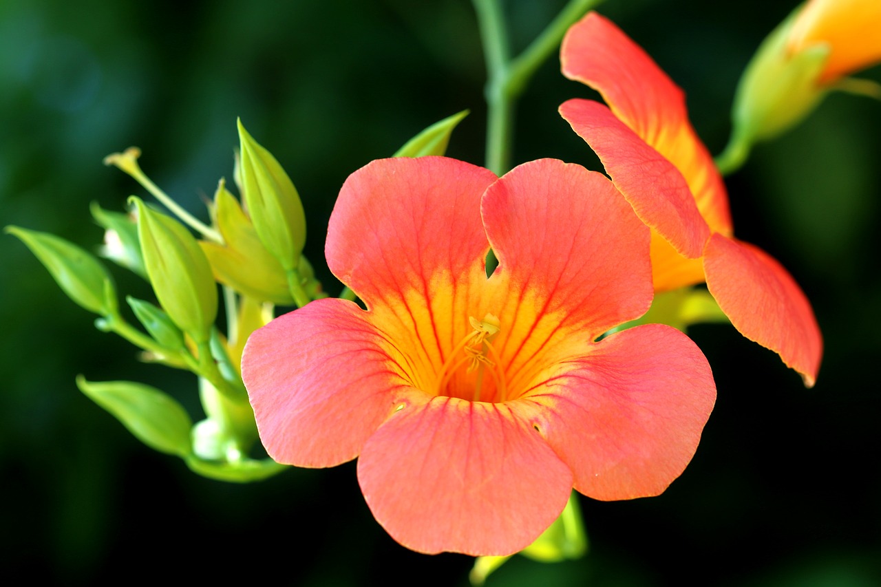 campsis flowers plants free photo