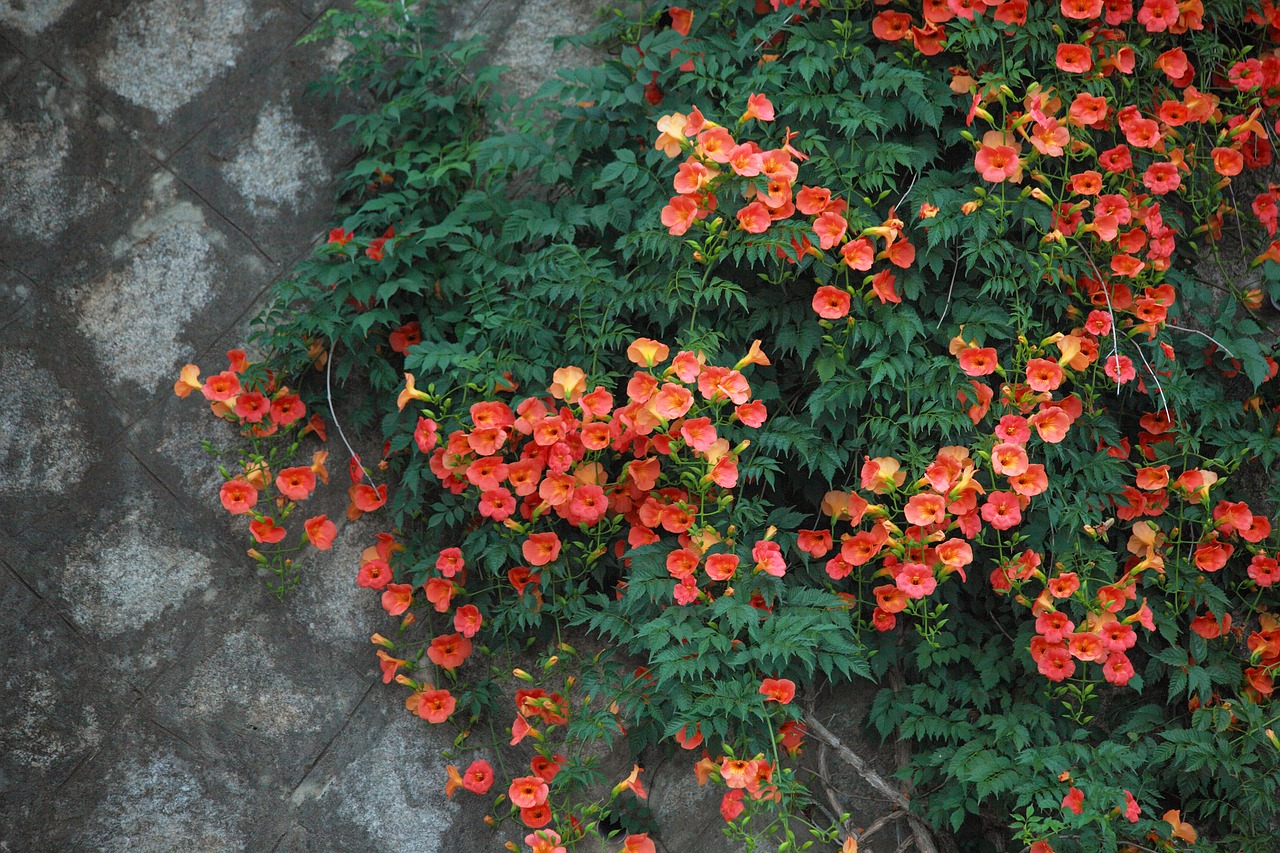 campsis  flowers  summer flowers free photo